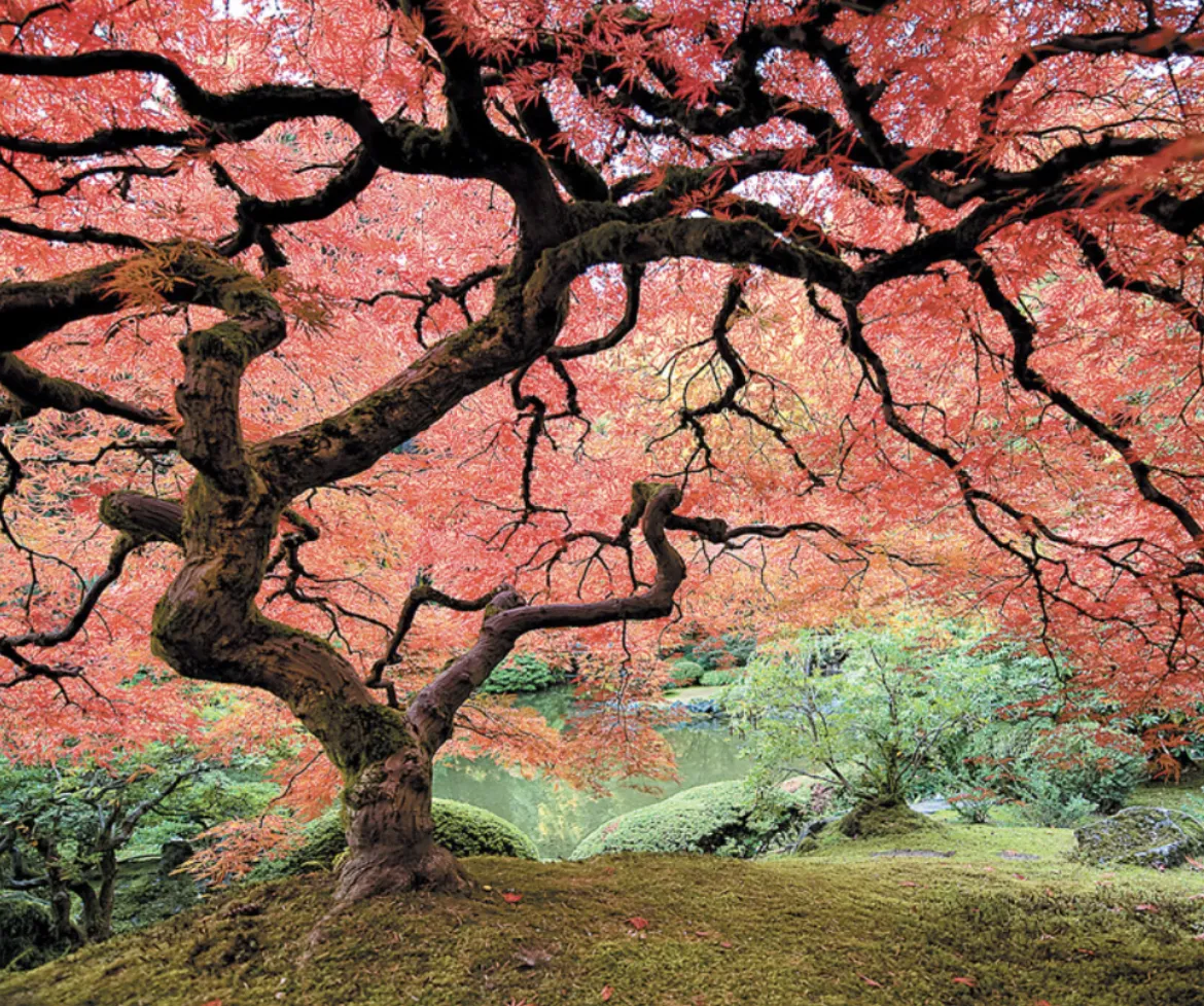 Beautiful tree with red leaves in a scenic garden