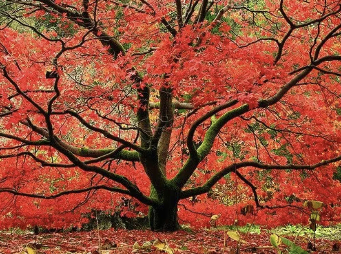 Tree with red foliage surrounded by greenery