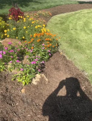 Colorful flower bed in a sunny yard