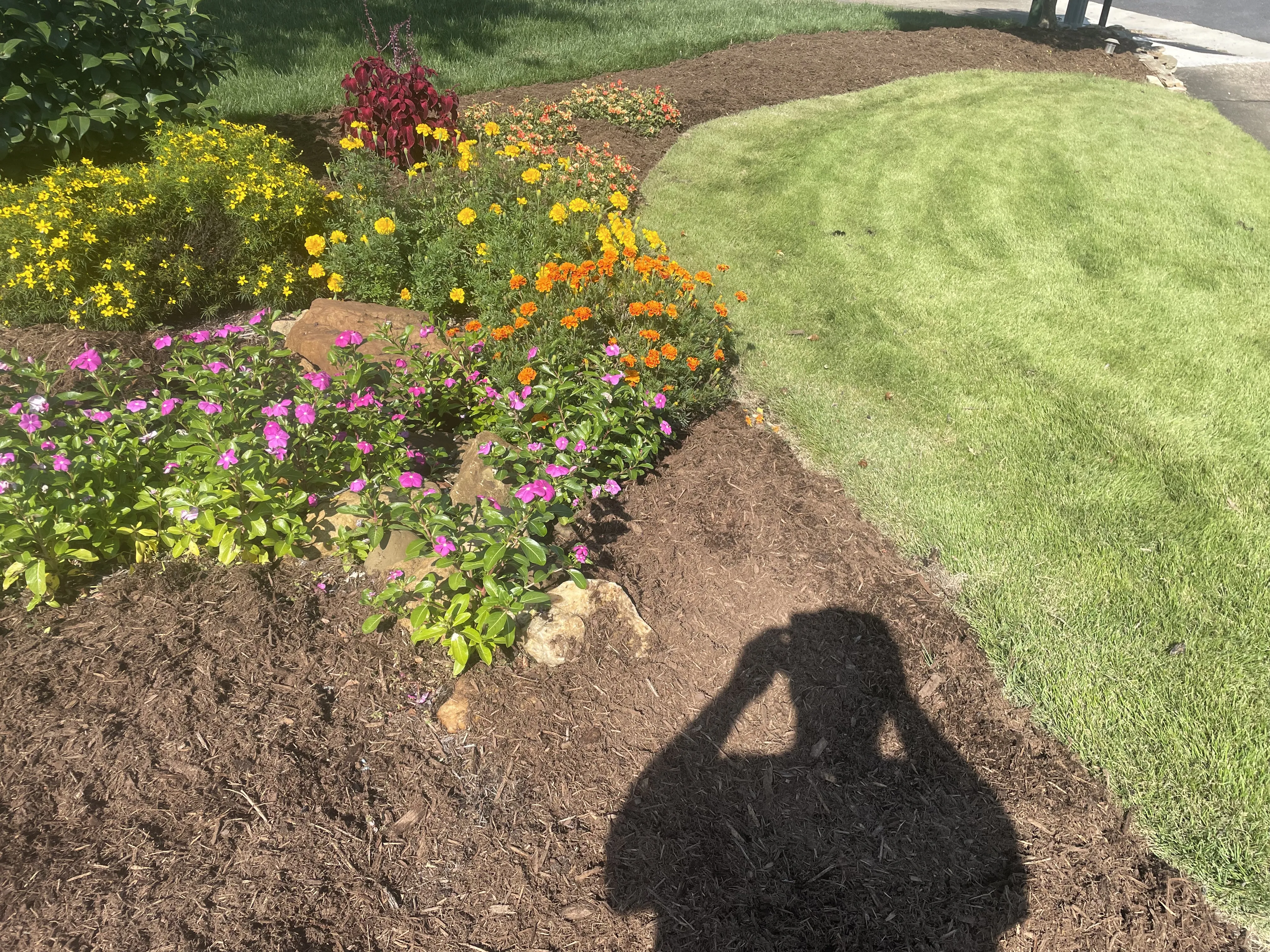 Colorful flower bed in a sunny yard