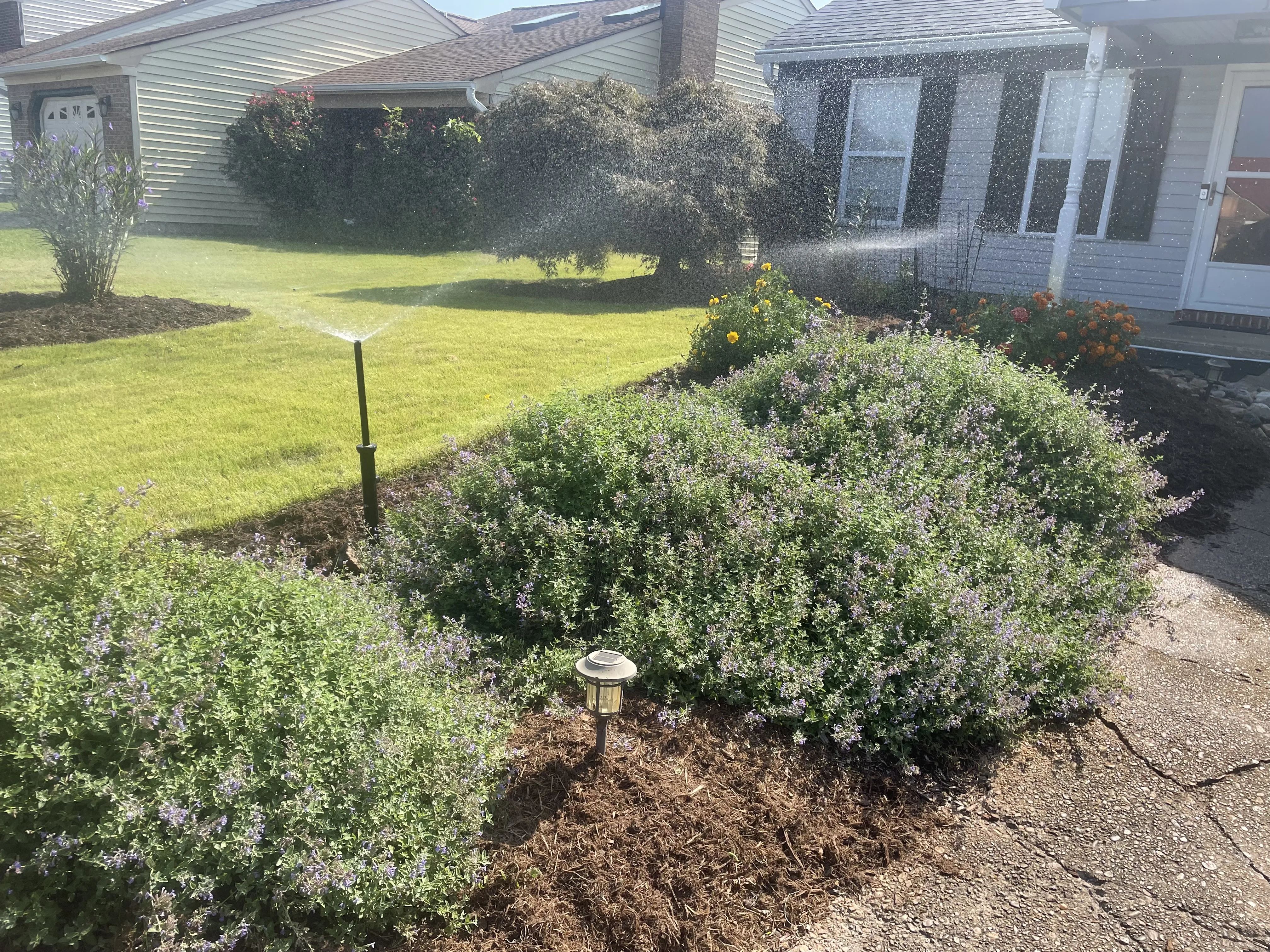 Sprinkler watering bushes and grass in the front yard