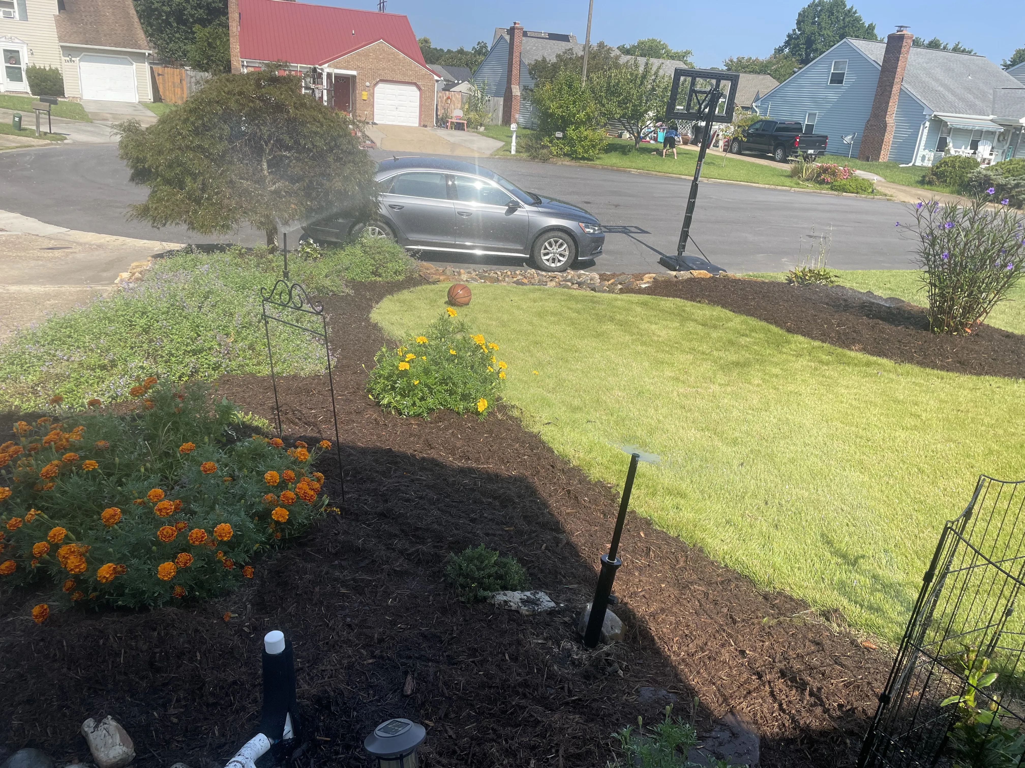 Front yard with orange flowers, green plants, and basketball hoop