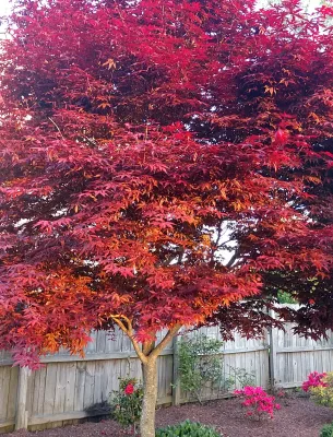 Vibrant red-leafed tree in a backyard garden