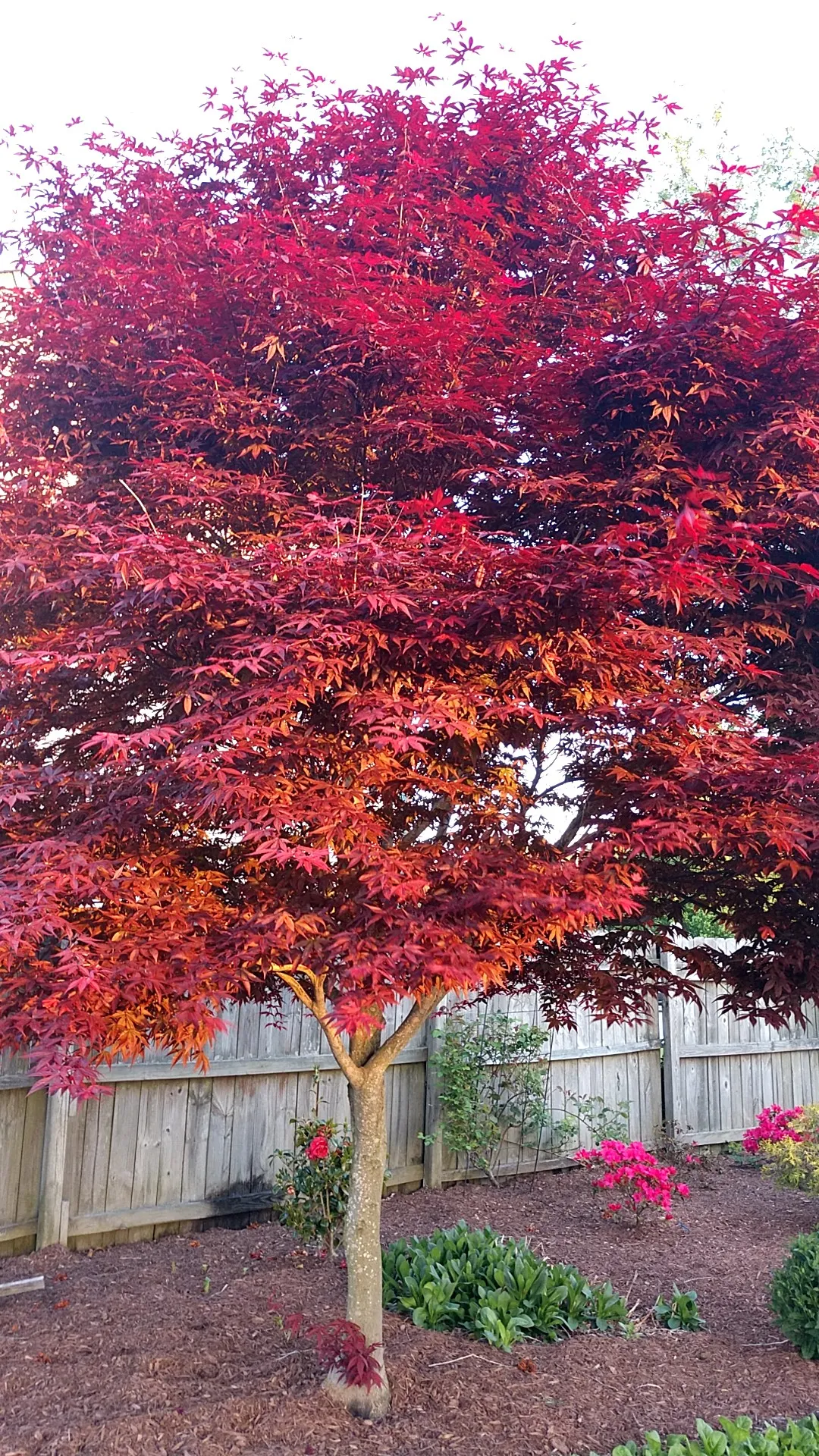 Vibrant red-leafed tree in a backyard garden