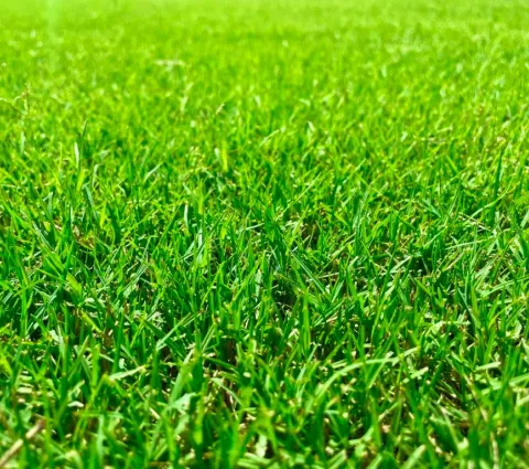 Tiff Tuff Bermuda grass close-up