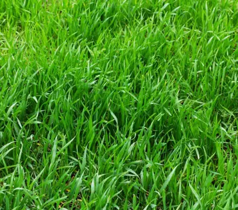 Tall Fescue grass close-up