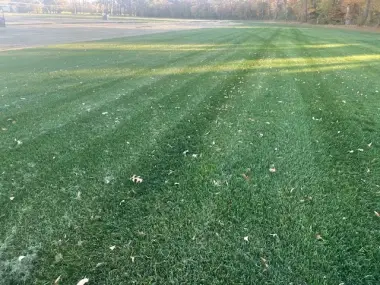 Pristine, freshly cut green lawn showing professional sod installation