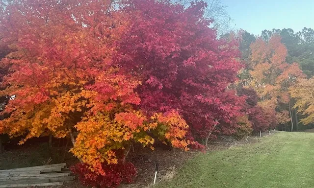 Beautiful fall landscape with vibrant red and orange maple trees