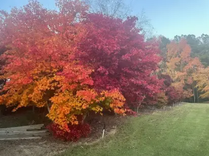 Beautiful fall landscape with vibrant red and orange maple trees