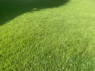 Pristine, freshly cut green lawn showing professional sod installation