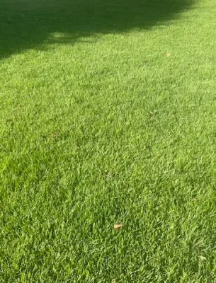 Pristine, freshly cut green lawn showing professional sod installation