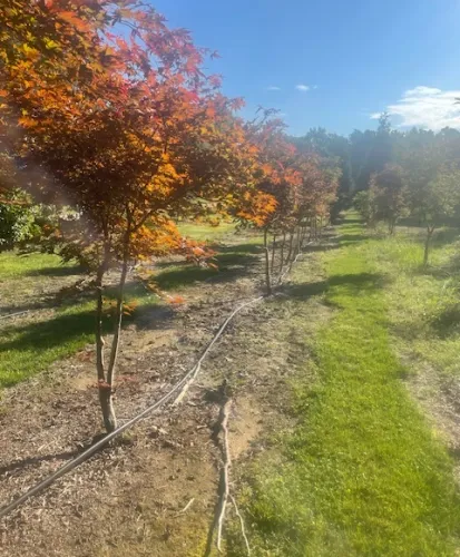 Green Giant Arborvitae trees