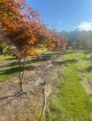 Beautiful fall landscape with vibrant red and orange maple trees