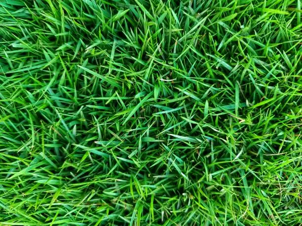 zoysia